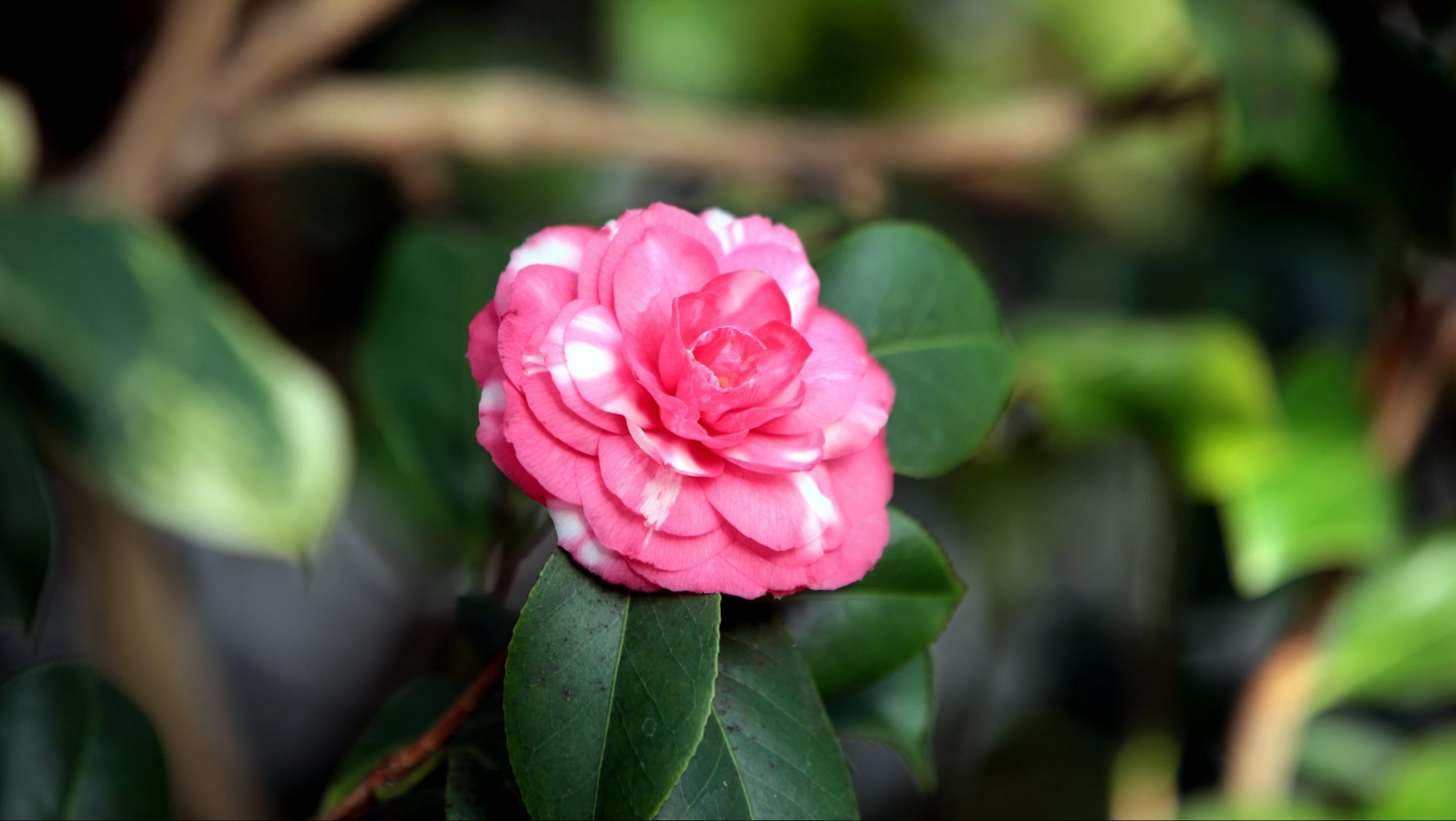 2021 Camellia Celebration - A History of our Collection - Chiswick House &  Gardens