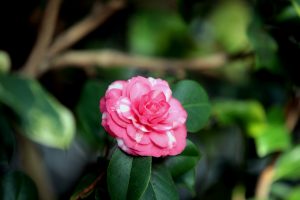 Reasons For Camellias Not Blooming: Learn How To Make Camellias Bloom