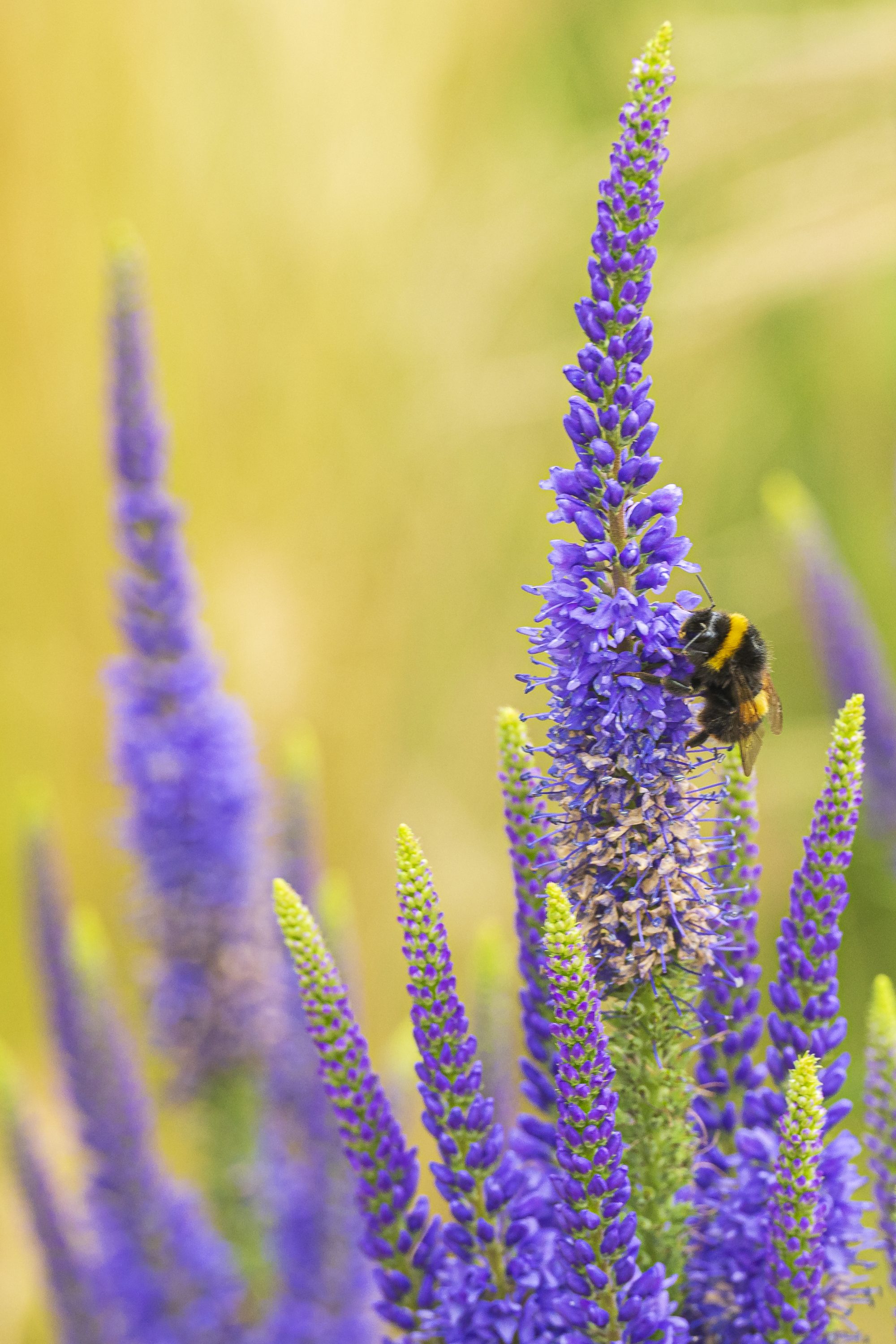 Kitchen Garden Late: Patron & Members Event