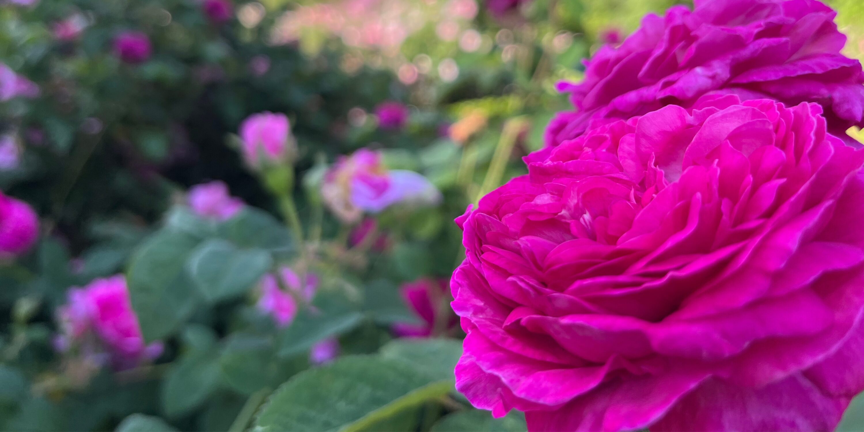 Roses Walk – The Promise of a Rose Garden