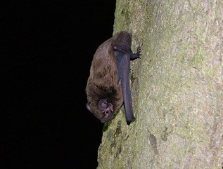Bats at Dusk: An Evening Walk with Philip Briggs