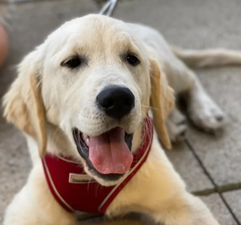 Puppy Training Classes by Walkies and Waggietails